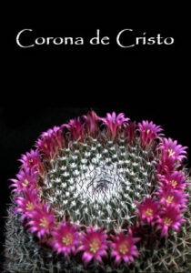 Ps1 Corona de Cristo esencias chamanicas de mexico dr luis manuel solana y senties