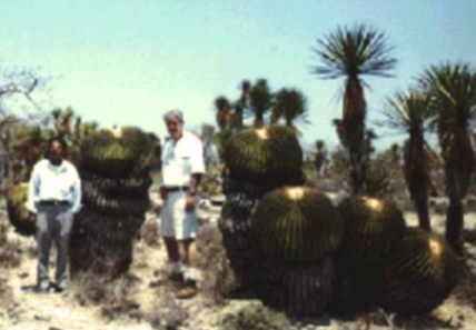 curso terapia floral Dr Luis Manuel Solana y Sentíes biznagas esencias chamanicas de Mexico