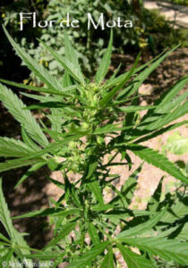 flor de mota esencias chamanicas de mexico dr luis manuel solana y senties