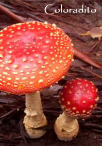 hongo coloradito esencias chamanicas de mexico hongo amanita muscaria dr luis manuel solana y senties