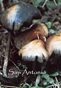 hongo san antonio esencias chamanicas de mexico hongos dr luis manuel solana y senties